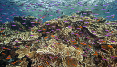 ‘Coral quantity should not be mistaken for reef quality’