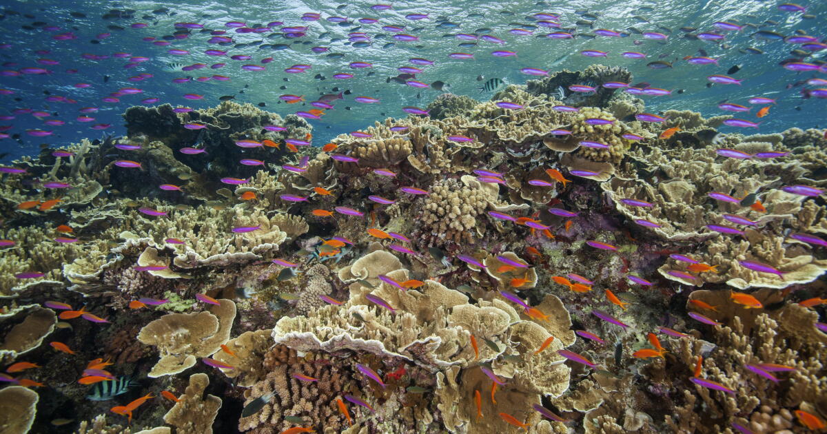 ‘Coral quantity should not be mistaken for reef quality’