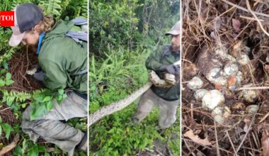 Florida wildlife crew found a female python curled around a huge nest of eggs; the snake and clutch were removed | World News