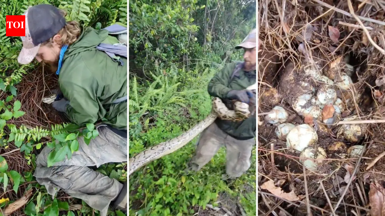 Florida wildlife crew found a female python curled around a huge nest of eggs; the snake and clutch were removed | World News