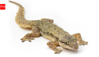After Rábida Island removed invasive rats in 2011, scientists later confirmed a native gecko alive there that had previously been known only from ancient remains | World News