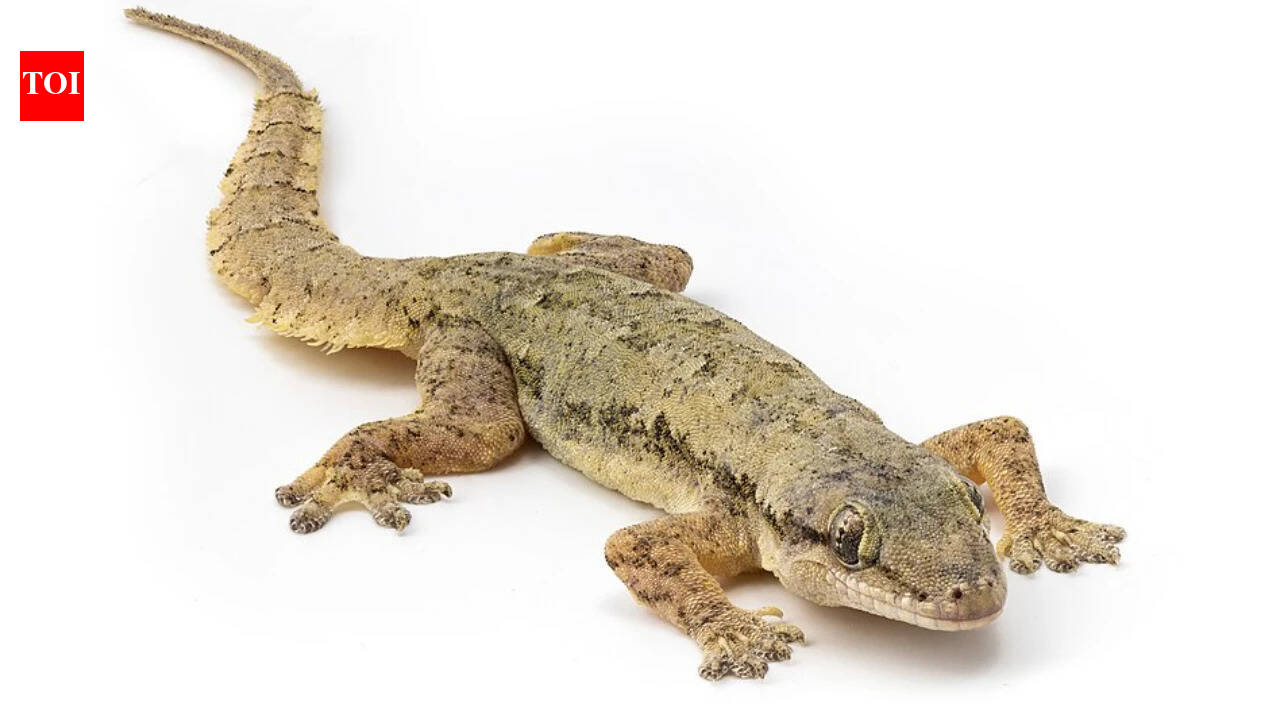 After Rábida Island removed invasive rats in 2011, scientists later confirmed a native gecko alive there that had previously been known only from ancient remains | World News