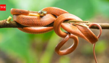 Guam had a population of three million invasive brown snakes; then US dropped 2,000 mice stuffed with paracetamol in a $8M operation to curb the population