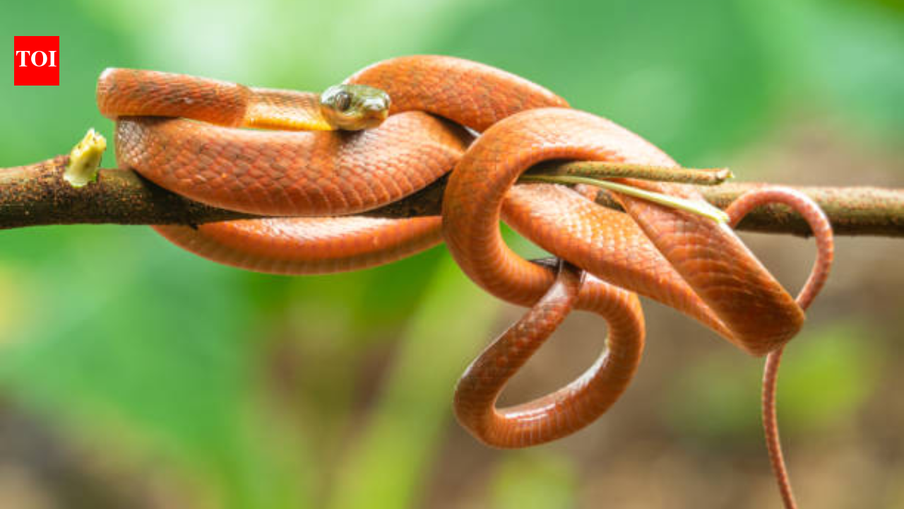 Guam had a population of three million invasive brown snakes; then US dropped 2,000 mice stuffed with paracetamol in a $8M operation to curb the population