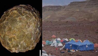 Fossilized eggs reveal new secrets about world’s biggest dinosaurs
