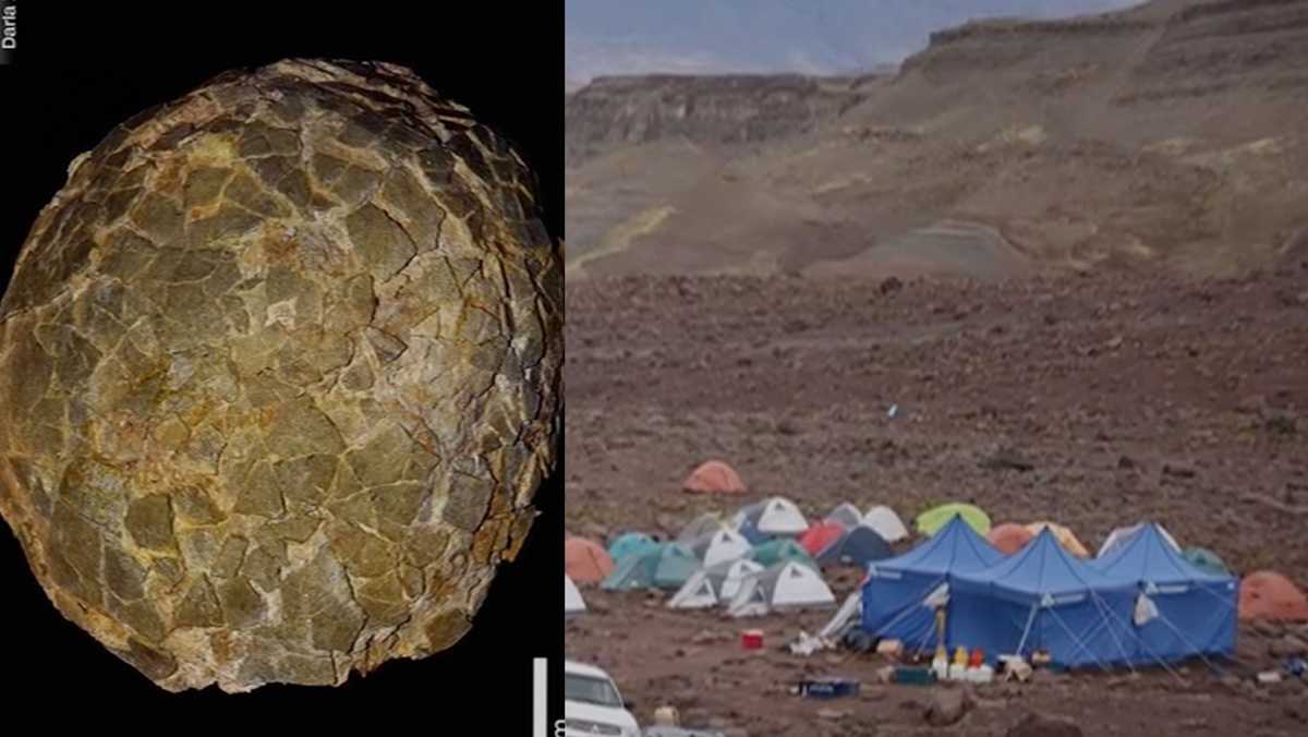 Fossilized eggs reveal new secrets about world’s biggest dinosaurs