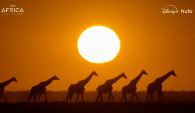 Oscar nominee Wunmi Mosaku narrates National Geographic's new series on Africa