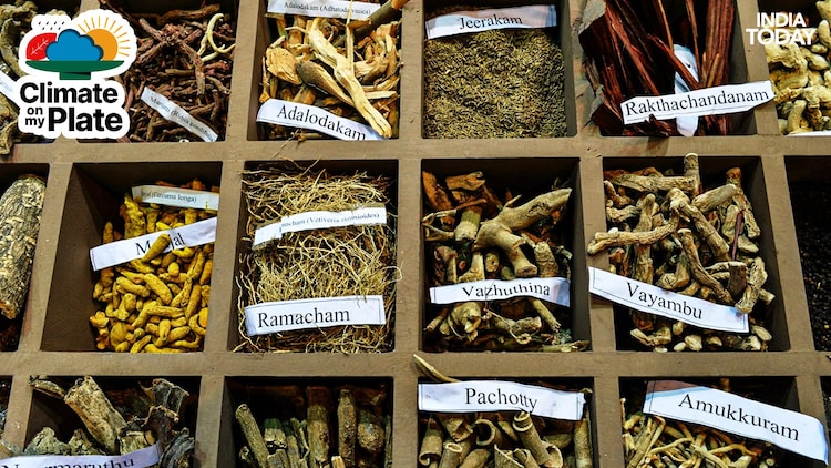 A number of medicinal herbs and plants are put on display along with labels at an event. (Photo: Getty)