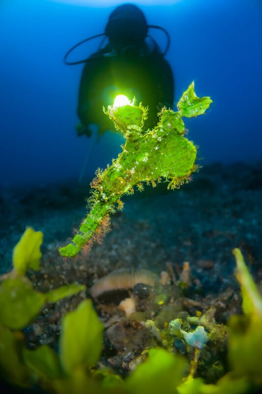 A bright green ghost pipefish floats in the foreground, illuminated by the light of a scuba diver in the background.