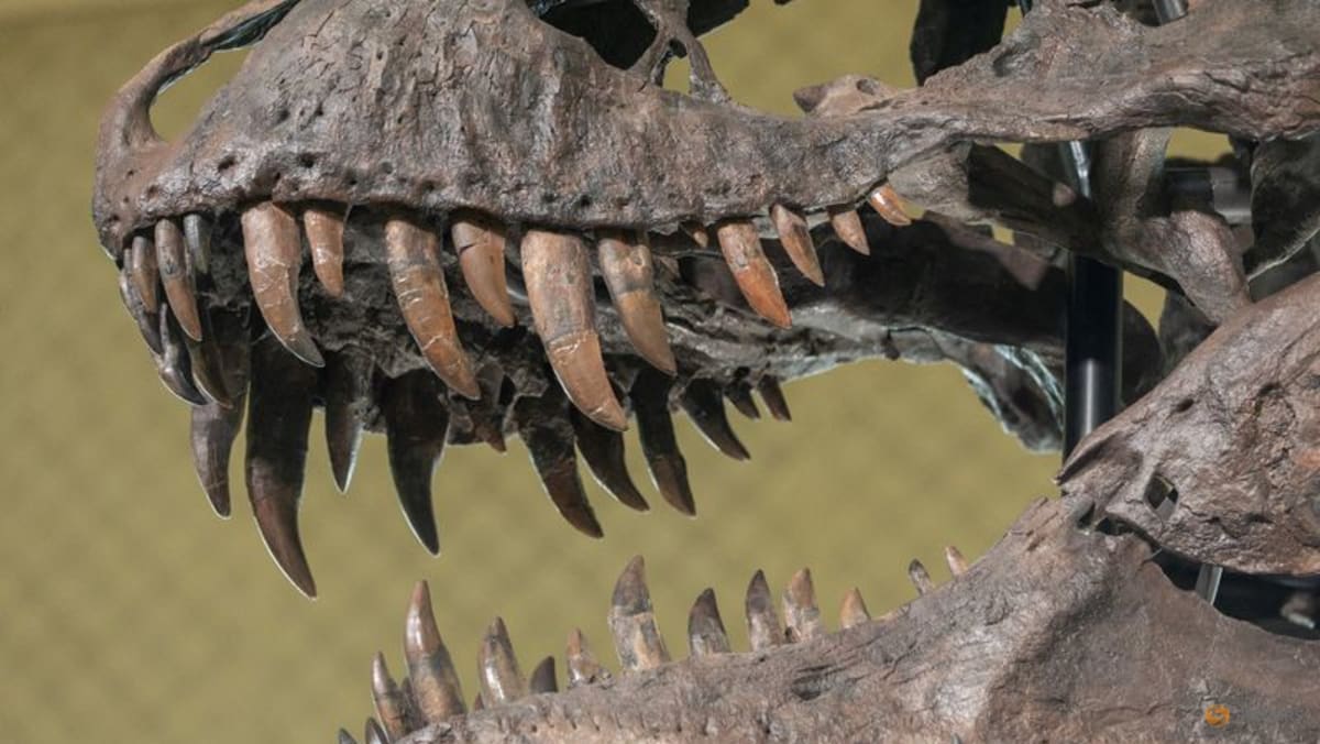 Tooth study shows T. rex was warmblooded, with human-like temperature
