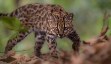 New tiger cat species identified in Bolivia, first in over a century | Environment News