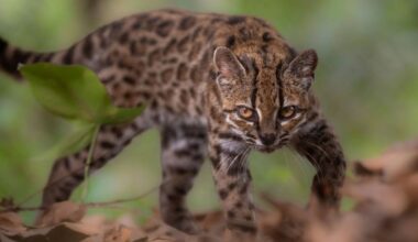 Meet the tiny wild cat that’s new to science