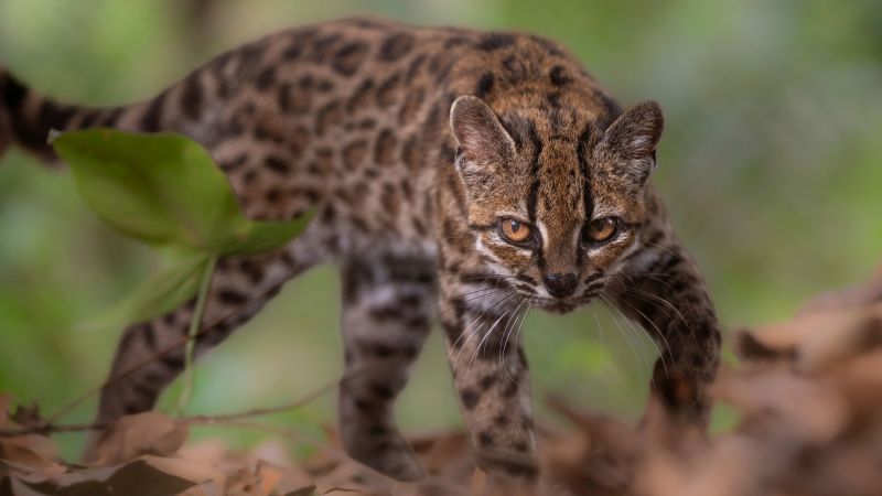 Meet the tiny wild cat that’s new to science
