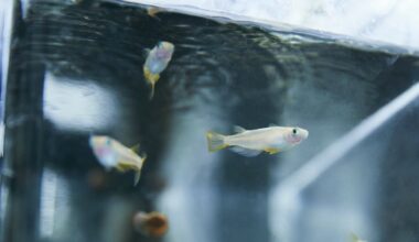 Antidepressants May Affect Fish at Lower Levels, Study Finds
