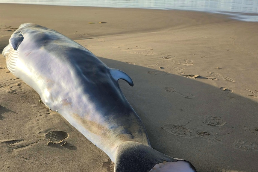 A small grey whale dead laying on beach