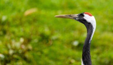 Pensthorpe nature reserve in Norfolk mourns loss of crane