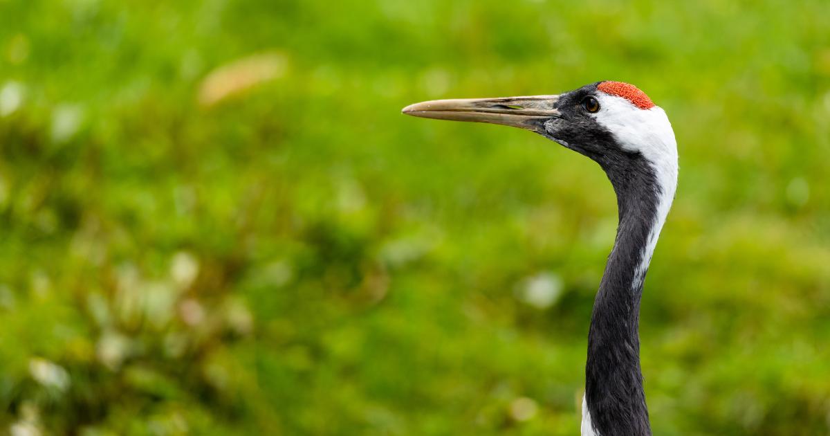Pensthorpe nature reserve in Norfolk mourns loss of crane