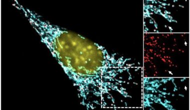 Interferons, mitochondrial dysfunction and PGE2: Salk study reveals mechanism behind immunotherapy resistance