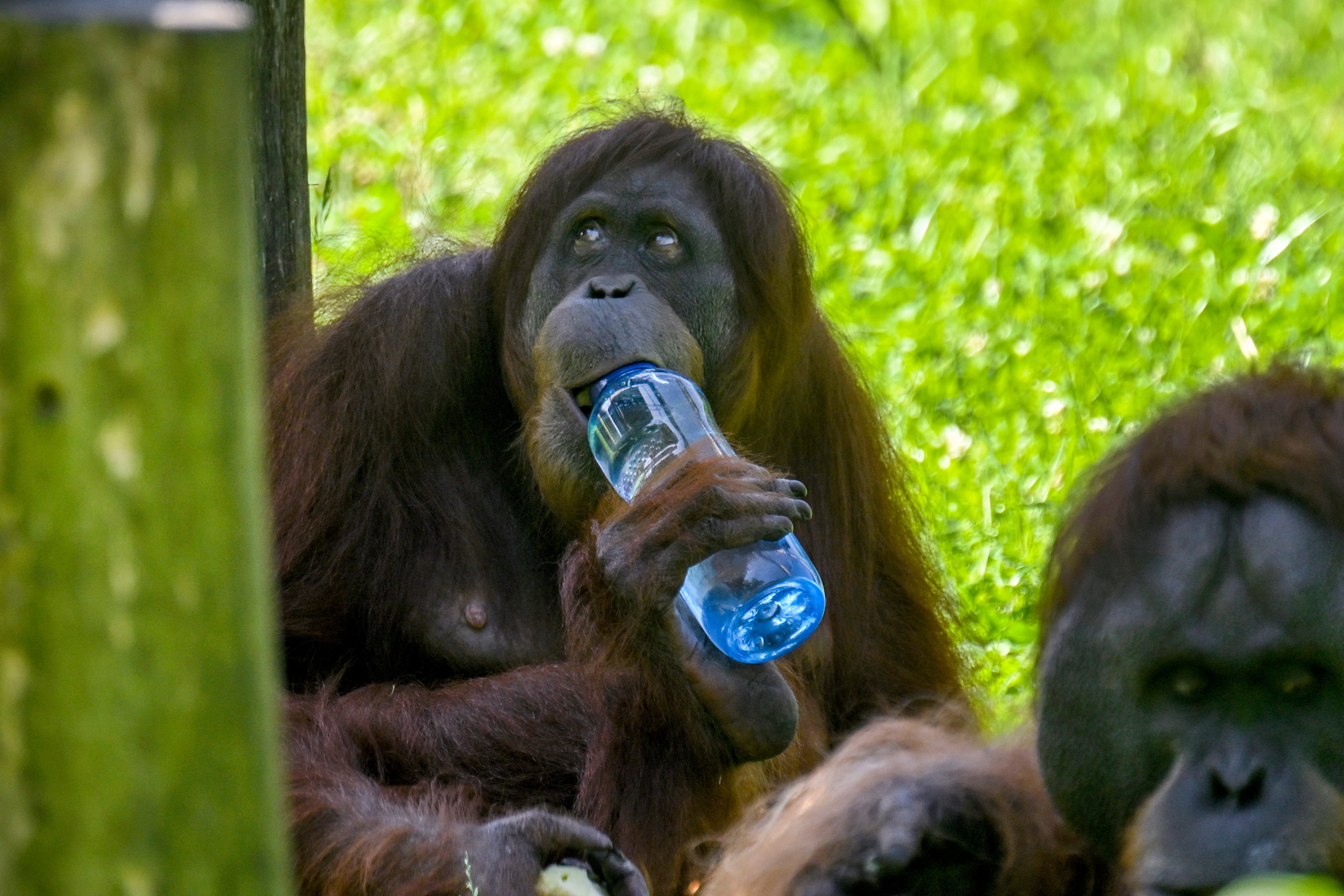 An orangutan opens a water bottle in its enclosure at Dortmund Zoo in Germany