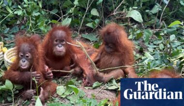 Baby orangutans found in forest in India spark trafficking investigation | Animals