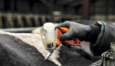 Bluetongue confirmed on Kildare farm after cow shows clinical signs