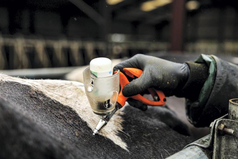 Bluetongue confirmed on Kildare farm after cow shows clinical signs