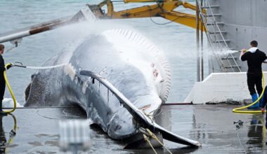 Iceland to propose whaling ban, leaving Norway and Japan isolated