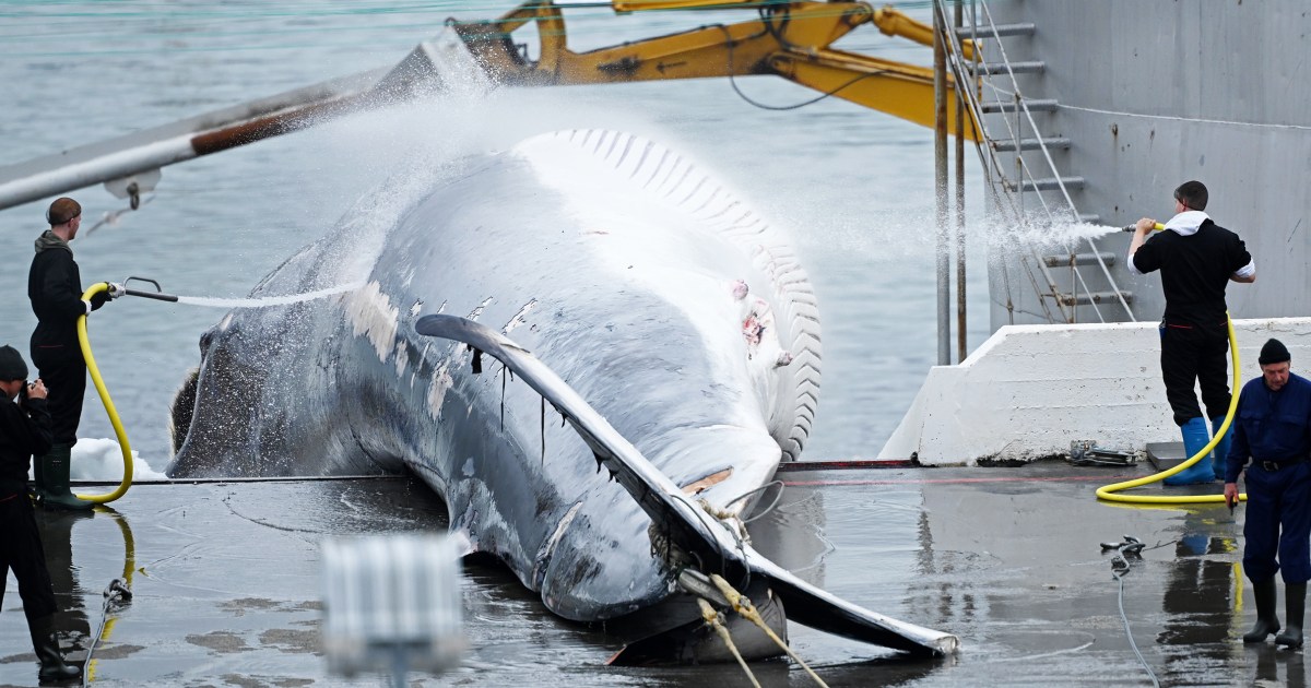 Iceland to propose whaling ban, leaving Norway and Japan isolated