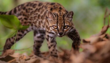 New wild cat species is identified for first time in 100 years, researchers say