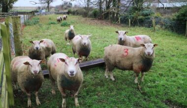 Sheep Management: bluetongue, temporary grazing and scheme actions