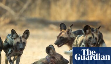 ‘Like a Disney movie’: Three wild dog brothers make Africa’s longest journey | Endangered species