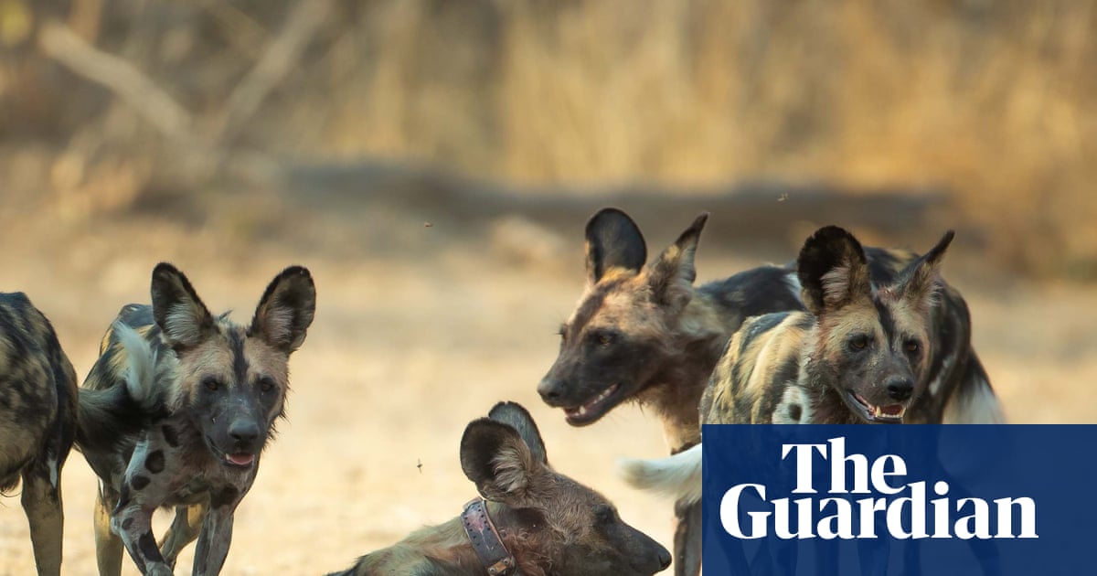 ‘Like a Disney movie’: Three wild dog brothers make Africa’s longest journey | Endangered species
