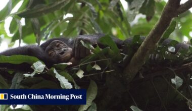 Why sleeping less than apes helped humans become Earth’s dominant species