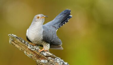 Common cuckoo (Cuculus canorus)