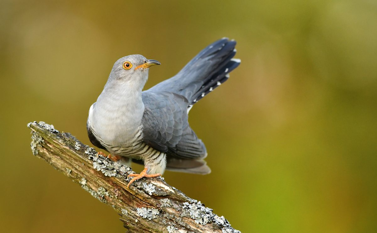 Common cuckoo (Cuculus canorus)