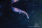 Antarctic krill, a shrimp-like crustacean, were found at a hydrothermal vent off the Antarctic Peninsula during the National Geographic and Rolex Perpetual Planet Southern Ocean Expedition in collaboration with the Schmidt Ocean Institute.