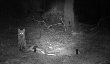 Red fox on camera trap with kangaroo carcass