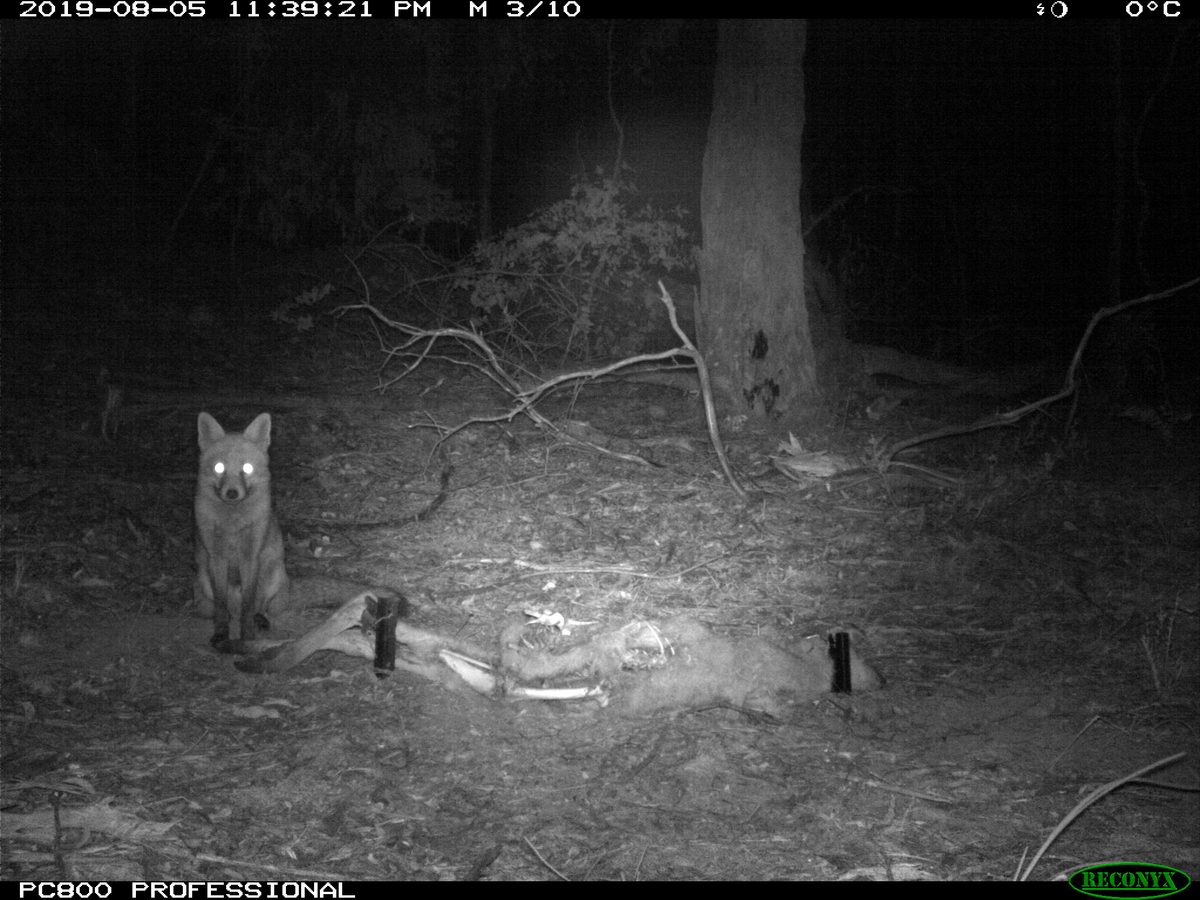 Red fox on camera trap with kangaroo carcass