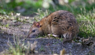 Brown Rats carry many nasty diseases which they can spread to humans, normally through their urine. including; Leptospirosis or Weil