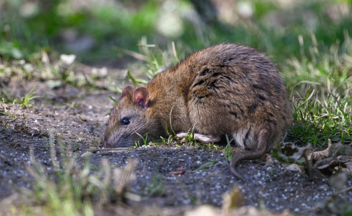 Brown Rats carry many nasty diseases which they can spread to humans, normally through their urine. including; Leptospirosis or Weil