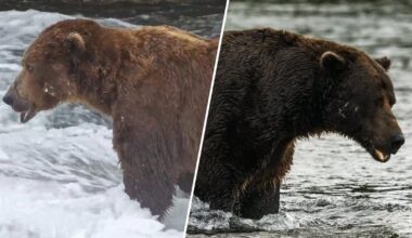 Fat Bear Week 2026 is here: Meet Chunk, Bucky and other contenders