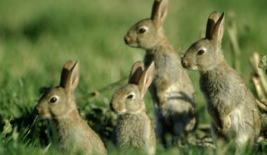 Starting with a male and female rabbit on 1 January – how many could you have by New Year’s Eve?
