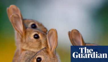 Rabbits are the biggest threat to Australia’s native species. Why are their numbers booming again? | Invasive species