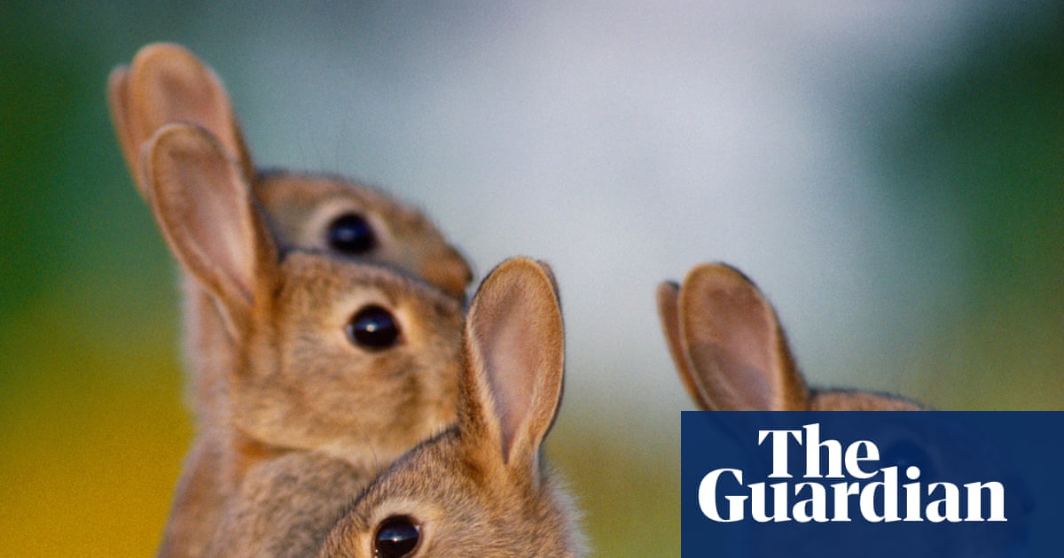 Rabbits are the biggest threat to Australia’s native species. Why are their numbers booming again? | Invasive species