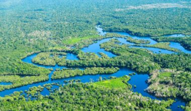 The commodification of conservation