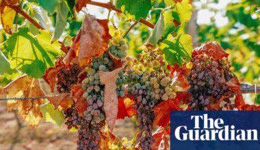 French winemakers forecast 30-year low harvest after severe drought and heat | France