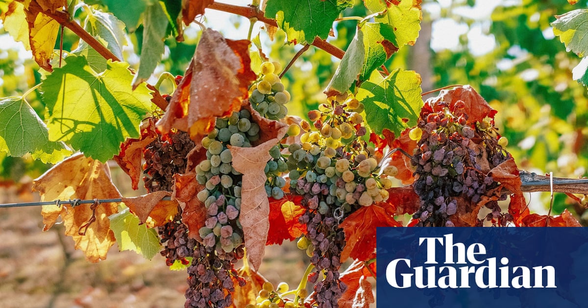 French winemakers forecast 30-year low harvest after severe drought and heat | France