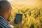 Photo of farmer using a tablet in a wheat field.