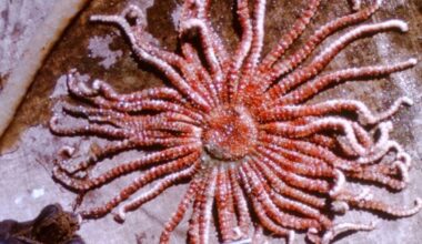 Antarctic sun seastars