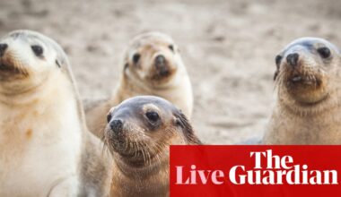 First case of bird flu in endangered Australian sea lion confirmed – as it happened | Australia news